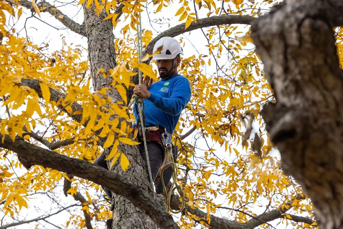 Skilled Tree Trimming crew working in Greenfield